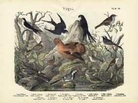 Birds, c.1860