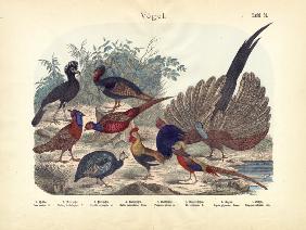 Birds, c.1860