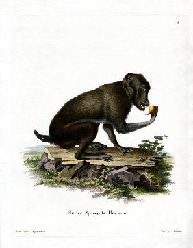 Black Baboon