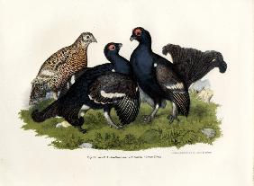 Black Grouse