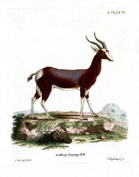 Bontebok