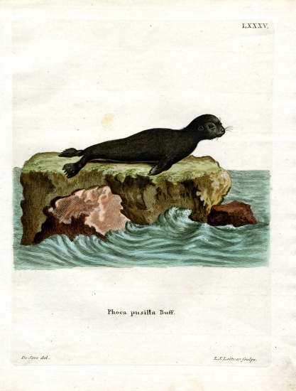 Brown Fur Seal de German School, (19th century)