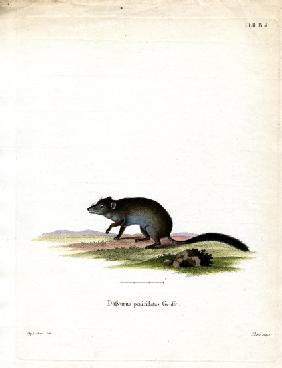 Brush-tailed Phascogale