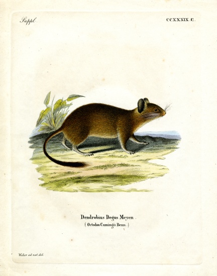 Brush-tailed Rat de German School, (19th century)