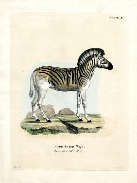 Burchell's Zebra