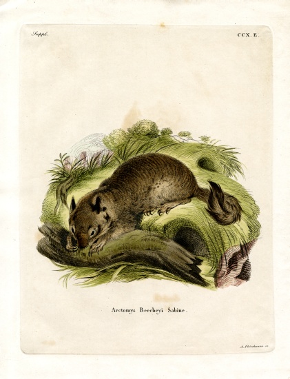 California Ground Squirrel de German School, (19th century)