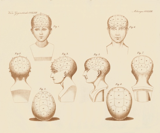Camper's facial angles de German School, (19th century)