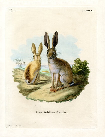 Cape Hare de German School, (19th century)