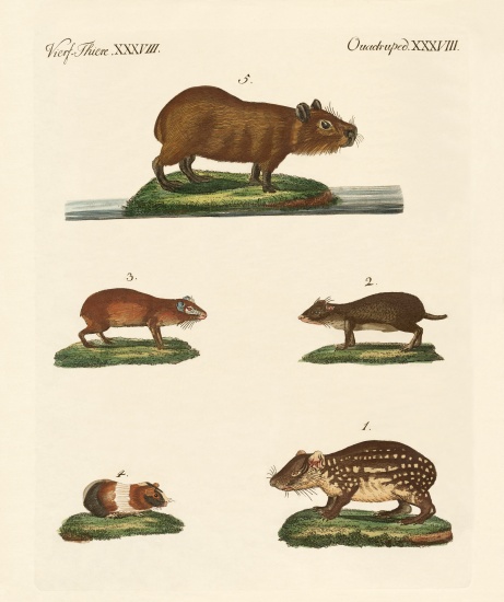 Cavys de German School, (19th century)