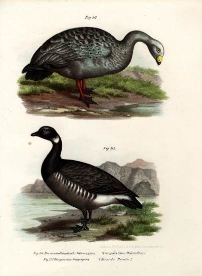 Cereopsis Goose de German School, (19th century)