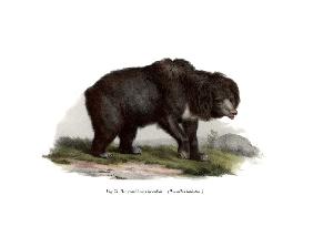 Common Indian Sloth Bear