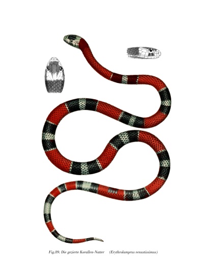 Common Neckband Snake de German School, (19th century)