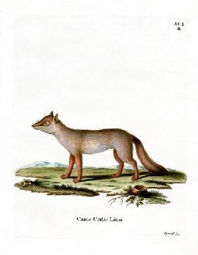 Corsac Fox