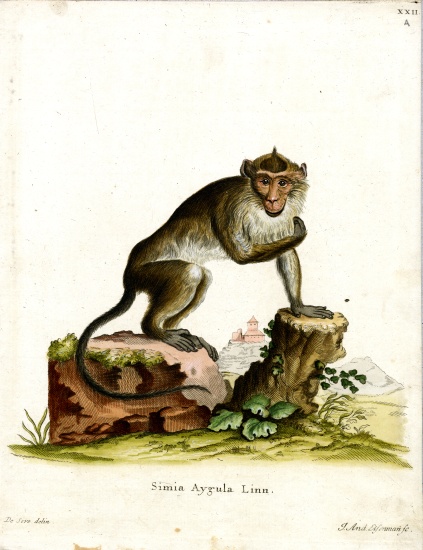 Crab-eating Macaque de German School, (19th century)