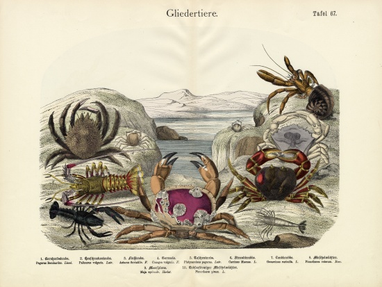 Crabs, c.1860 de German School, (19th century)