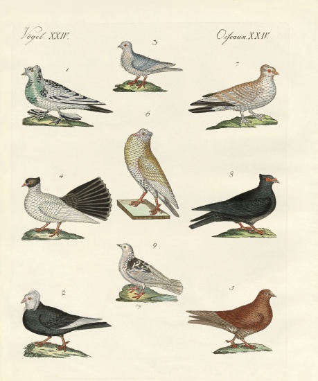 Different kinds of pigeons de German School, (19th century)