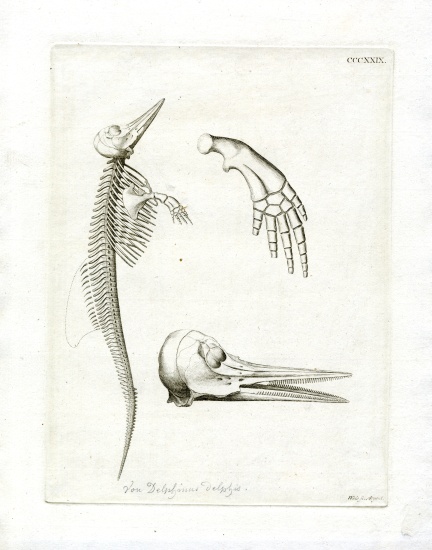 Dolphin Skeleton de German School, (19th century)