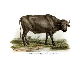 Domestic Buffalo