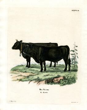 Domestic Cattle