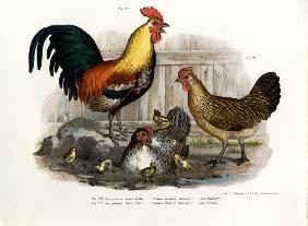 Domestic Fowl