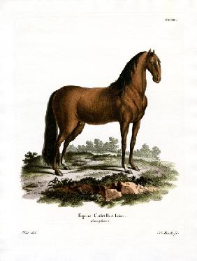 Domestic Horse