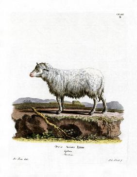 Domestic Sheep