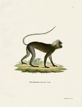 Dusky Leaf Monkey