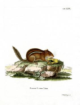 Eastern American Chipmunk