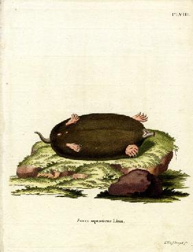 Eastern Mole