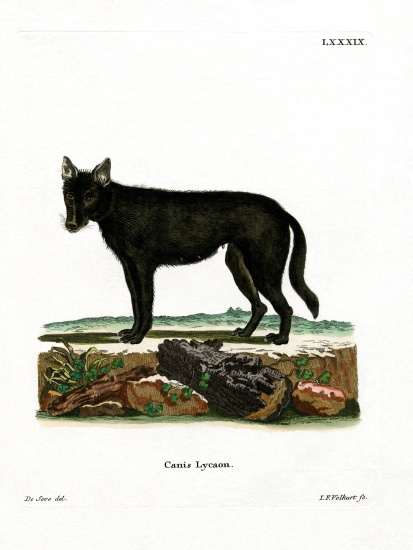 Eastern Timber Wolf de German School, (19th century)