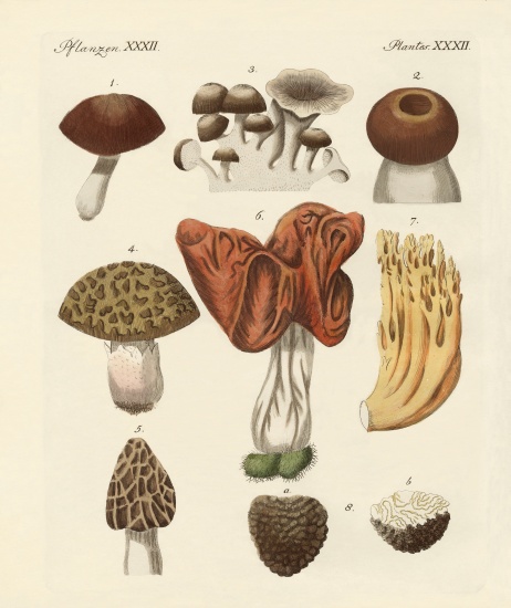 Eatable mushrooms de German School, (19th century)