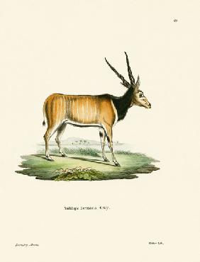 Eland Antelope