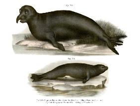 Elephant Seal