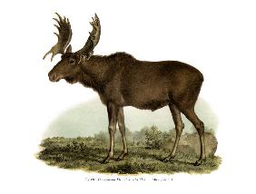 Elk