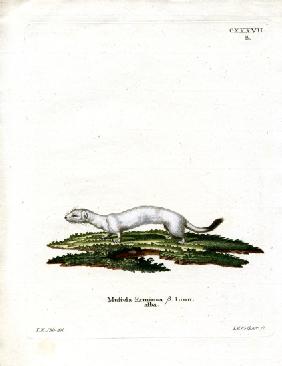 Ermine