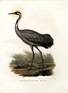 Eurasian Crane