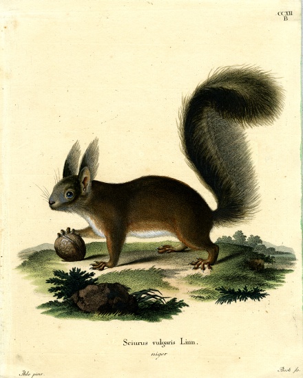 Eurasian Red Squirrel de German School, (19th century)