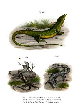 European Green Lizard