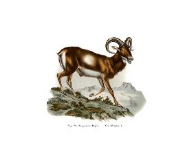 European Mouflon