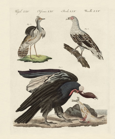 Foreign birds de German School, (19th century)