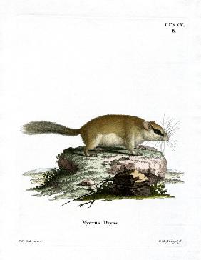 Forest Dormouse