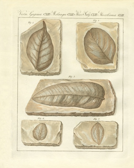 Fossilized leaves from primitive times de German School, (19th century)