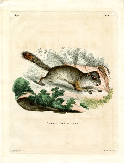 Franklin's Ground Squirrel de German School, (19th century)