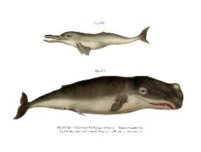 Ganges River Dolphin