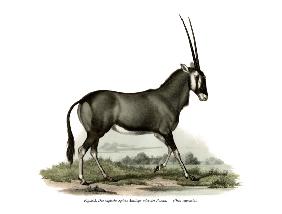 Gemsbok