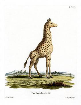 Giraffe