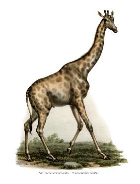 Giraffe