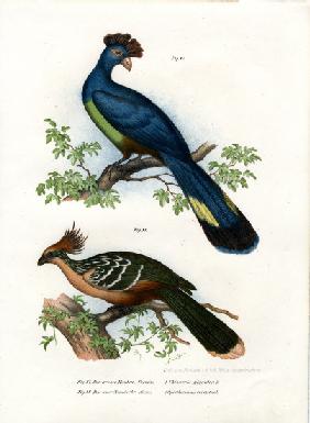 Great Turaco