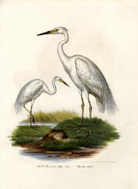 Great White Egret