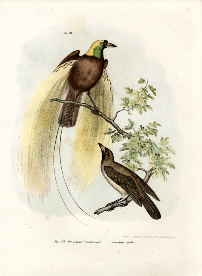 Greater Bird of Paradise de German School, (19th century)